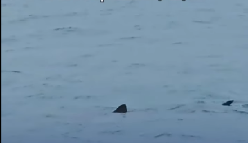 Απίστευτο Θέαμα: Καρχαρίας Κοντά στην Ακτή του Λουτρακίου την Παραμονή Πρωτοχρονιάς